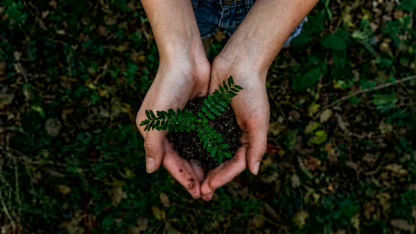 Hands holding soil and a small green seedling